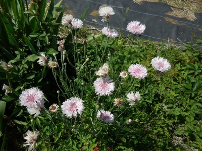 DSCN0435.jpg