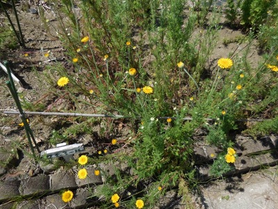 DSCN0436.jpg