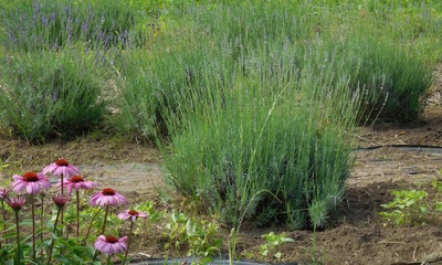 DSCN0562.jpg